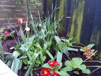 Garden at Shorley Wall